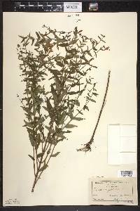 Scutellaria galericulata image