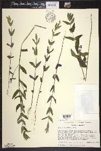 Scutellaria galericulata image