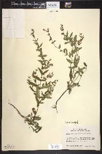 Scutellaria galericulata image