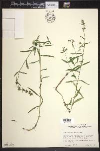 Stachys hyssopifolia image