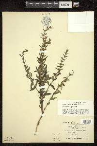 Scutellaria galericulata image