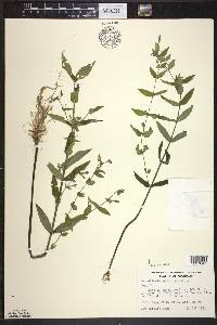 Scutellaria galericulata image