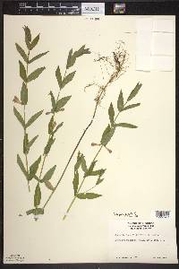 Scutellaria galericulata image