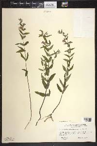 Scutellaria galericulata image