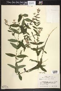 Scutellaria galericulata image