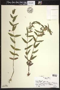 Scutellaria galericulata image