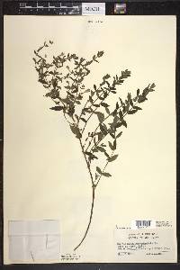 Scutellaria galericulata image