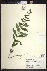 Scutellaria galericulata image