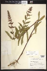 Stachys hispida image