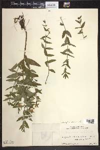 Scutellaria galericulata image