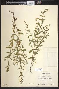 Scutellaria galericulata image