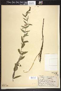 Scutellaria galericulata image