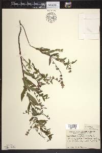 Scutellaria galericulata image