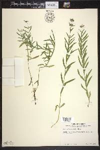 Stachys hyssopifolia image