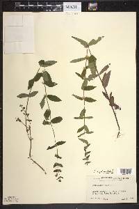 Scutellaria galericulata image