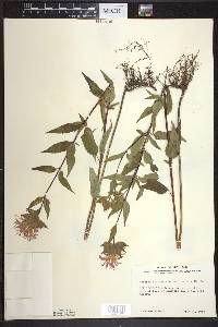 Monarda fistulosa var. mollis image