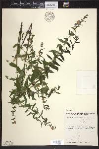 Scutellaria galericulata image