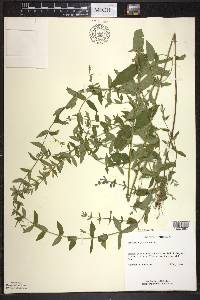 Scutellaria galericulata image