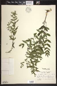 Scutellaria galericulata image