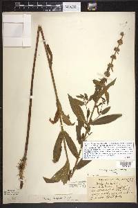 Stachys hispida image