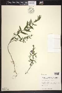 Scutellaria galericulata image