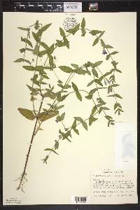 Scutellaria galericulata image