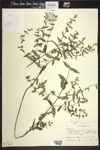 Scutellaria galericulata image