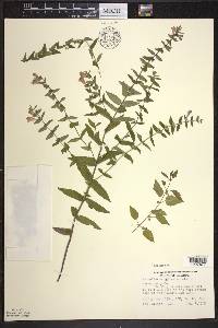 Scutellaria galericulata image