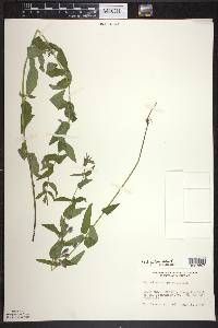 Scutellaria galericulata image