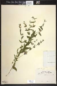 Scutellaria galericulata image