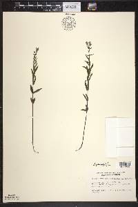 Scutellaria galericulata image