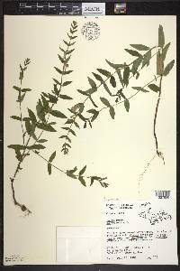 Scutellaria galericulata image