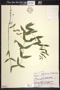 Scutellaria galericulata image