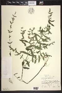 Scutellaria galericulata image