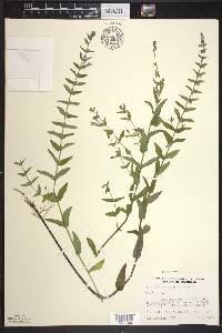 Scutellaria galericulata image