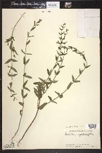 Scutellaria galericulata image