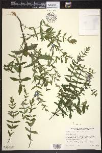 Scutellaria galericulata image