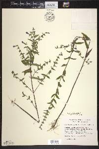 Scutellaria galericulata image