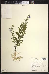 Scutellaria galericulata image