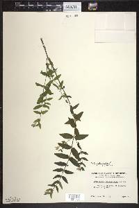 Scutellaria galericulata image