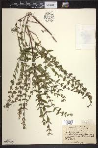 Scutellaria galericulata image