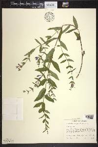 Scutellaria galericulata image