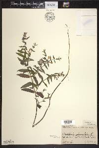 Scutellaria galericulata image