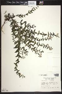 Scutellaria galericulata image