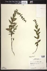 Scutellaria galericulata image