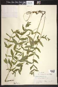 Scutellaria galericulata image