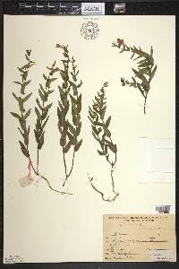 Scutellaria galericulata image