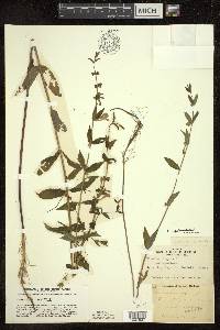 Scutellaria galericulata image