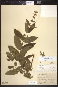 Stachys pilosa image