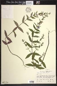 Scutellaria galericulata image